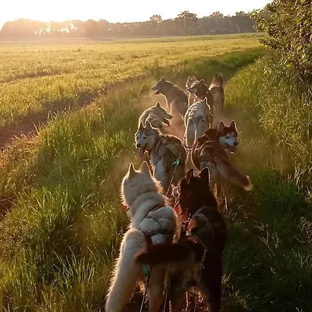بيت للعطل Mezzanine Chez Des Mushers *