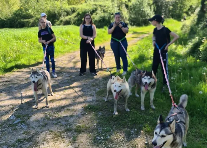 Mezzanine Chez Des Mushers *